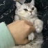 Duman'a iyi bir yuva arıyoruz. Kısırlaştırılmıştır fotoğraf