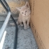 3 TEKİR YAVRUMUZA YUVA ARIYORUZ fotoğraf