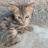 3 TEKİR YAVRUMUZA YUVA ARIYORUZ fotoğraf