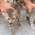 3 TEKİR YAVRUMUZA YUVA ARIYORUZ fotoğraf