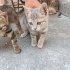 3 TEKİR YAVRUMUZA YUVA ARIYORUZ fotoğraf