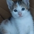Annesiz kalmış 2 aylık yavru kedi fotoğraf