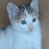 Annesiz kalmış 2 aylık yavru kedi fotoğraf