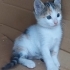 Annesiz kalmış 2 aylık yavru kedi fotoğraf