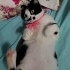 TAM BİR KUCAK KEDİSİ BEBEK KIZ🐾 fotoğraf