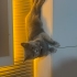 Gri uysal kedi kedi fotoğraf