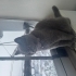 Gri uysal kedi kedi fotoğraf