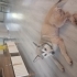 O aylık husky kırması fotoğraf