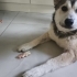 O aylık husky kırması fotoğraf