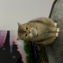 Geçiçi yuva olduğum miaya yuva arıyoruz fotoğraf