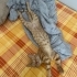 Simba’ya Ömürlük Yuva Arıyoruz fotoğraf