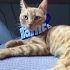 Simba’ya Ömürlük Yuva Arıyoruz fotoğraf