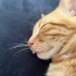 Simba’ya Ömürlük Yuva Arıyoruz fotoğraf