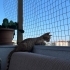 Simba’ya Ömürlük Yuva Arıyoruz fotoğraf