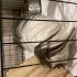 Guine Pig, erkek, 1 yaşında fotoğraf