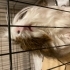 Guine Pig, erkek, 1 yaşında fotoğraf