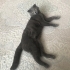 Scottish Fold, kısır erkek. Sağlıklı, cana yakın fotoğraf