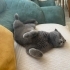 Scottish Fold, kısır erkek. Sağlıklı, cana yakın fotoğraf