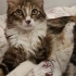 1 YAŞINDA EV KEDİSİ ACİL YUVA fotoğraf