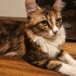 1 YAŞINDA EV KEDİSİ ACİL YUVA fotoğraf