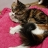 1 YAŞINDA EV KEDİSİ ACİL YUVA fotoğraf