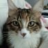 1 YAŞINDA EV KEDİSİ ACİL YUVA fotoğraf