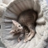 yuva arayan sevimli 2 kedi fotoğraf