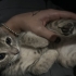 yuva arayan sevimli 2 kedi fotoğraf