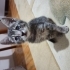 Dişi yavru kedi yuva arıyor fotoğraf