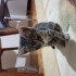 Dişi yavru kedi yuva arıyor fotoğraf
