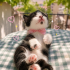Ücretsiz sahiplenme kapadokya fotoğraf