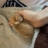 Yeni doğan kedi süt anne aranıyor fotoğraf