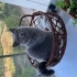 Kısır dişi çipli british kedimşz fotoğraf