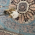 Sevilmeyi seven bir dost fotoğraf