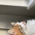 Sevilmeyi seven bir dost fotoğraf