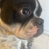 French Bulldog Can Dostumuza Ömürlük Yuva ÜCRETSİZ fotoğraf