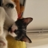 MİKA’YA ÖMÜRLÜK YUVA ARIYORUZ fotoğraf