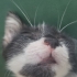 MİKA’YA ÖMÜRLÜK YUVA ARIYORUZ fotoğraf