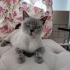 British blue point fotoğraf