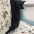 Suzi Yuva Arıyor fotoğraf