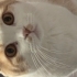 1.5 yaşında erkek kedi fotoğraf