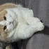1.5 yaşında erkek kedi fotoğraf