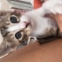 Sokakta yaşayamaz acil yuva fotoğraf