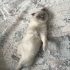 Kısır kedimiz ömürlük bir yuva arıyoruz fotoğraf