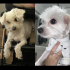 iki anne kız olan köpeğimi aynı yer şartlıya ücretsz sahiplendiriyorum fotoğraf