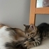 minik yavrularımız yeni evlerini arıyor fotoğraf