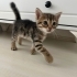 minik yavrularımız yeni evlerini arıyor fotoğraf