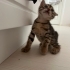 minik yavrularımız yeni evlerini arıyor fotoğraf
