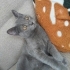 Britisih shorthair oyuncu cana yakın kedim fotoğraf