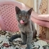 Britisih shorthair oyuncu cana yakın kedim fotoğraf
